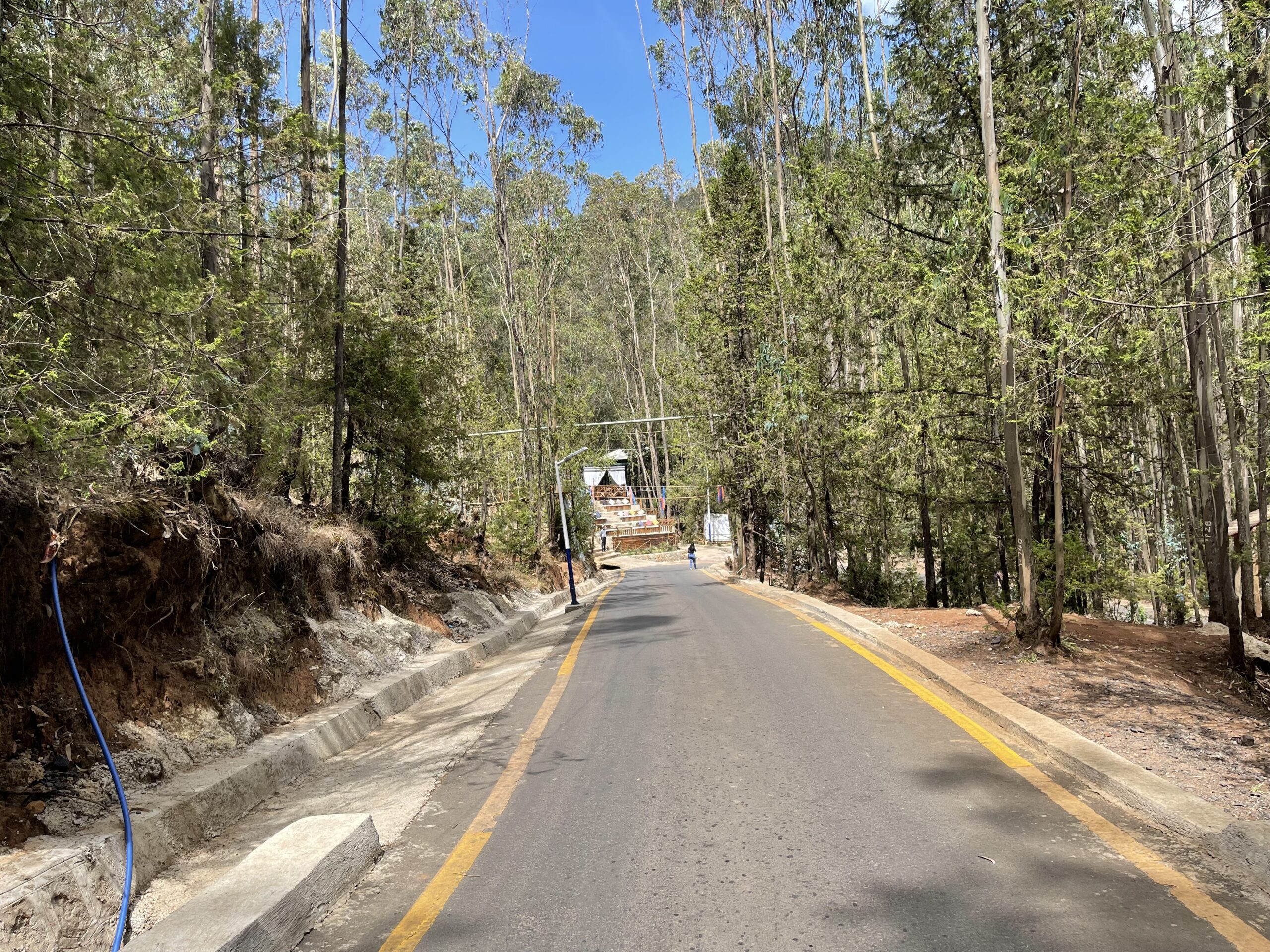 A Road With A Lot Of Trees Beside It